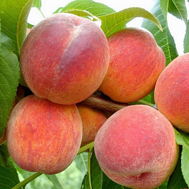 Персик Ред Хэвен Персик Ред Хэвен