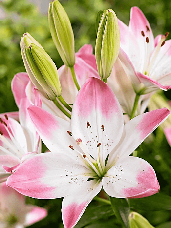 Лилия Sugar Love