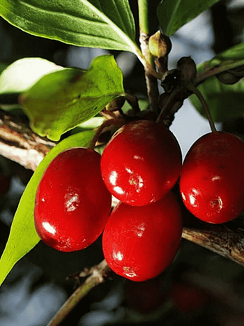 Кизил Плодовый Светлячок