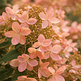 Гортензия метельчатая Confetti