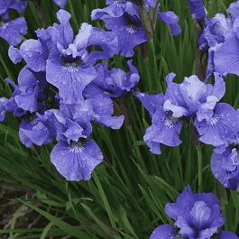 Ирис сибирский Ego