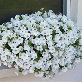 Петуния (сурфиния) Itsy white