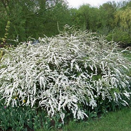 Спирея серая Грациоза Спирея серая Грациоза