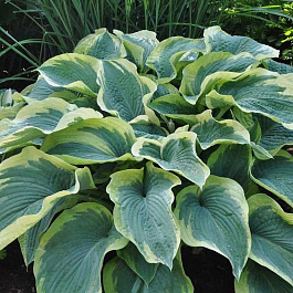 Хоста гибридная Америкэн Хело Хоста гибридная Америкэн Хело