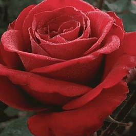 Роза грандифлора Samourai