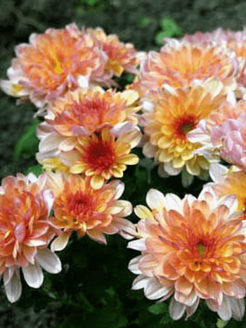 Хризантема корейская Аннет