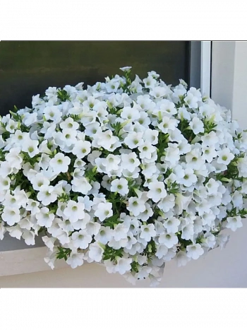 Петуния (сурфиния) Itsy white