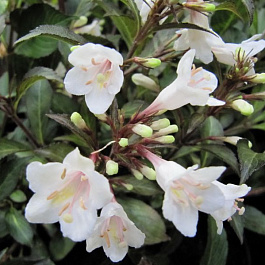 Вейгела цветущая Блэк энд Вайт