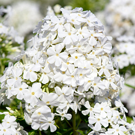 Флокс метельчатый Давид