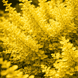 Барбарис Тунберга Aurea nana