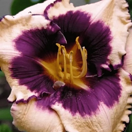 Лилейник Sabine Bauer