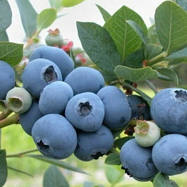 Голубика высокорослая Беркли