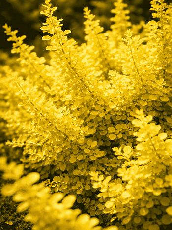 Барбарис Тунберга Aurea nana