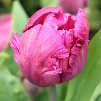 Тюльпан Weber's Parrot Pink