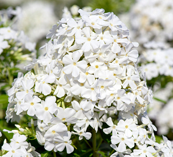 Флокс метельчатый Давид Флокс метельчатый Давид