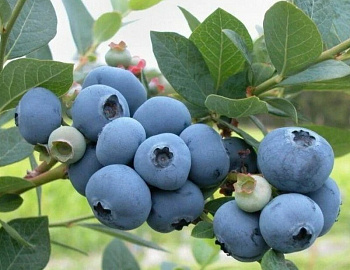 Голубика высокорослая Беркли Голубика высокорослая Беркли