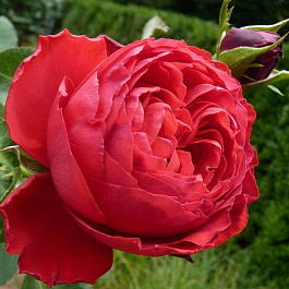 Роза чайно-гибридная Мейян Травиата