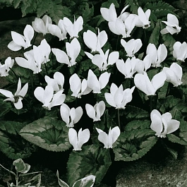 Цикламен косский Album