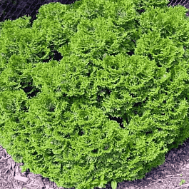 Туя западная Grune Kugel