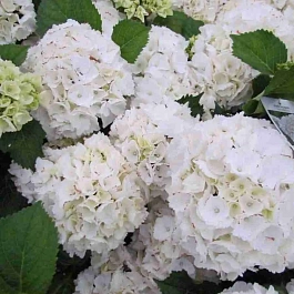 Гортензия крупнолистная 'Snowball'