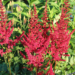Астильба японская Везувий