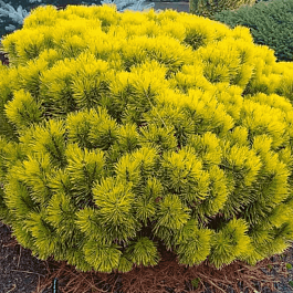 Сосна горная Winter Gold