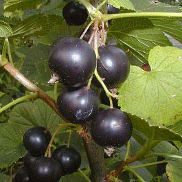 Смородина черная Бинар