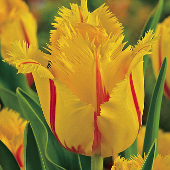 Тюльпан бахромчатый Фламенко