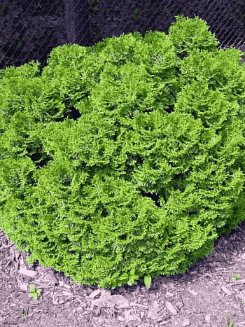 Туя западная Grune Kugel
