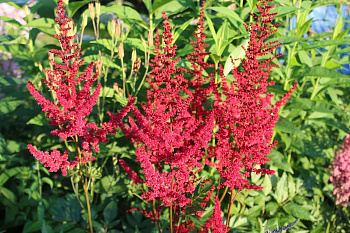 Астильба японская Везувий