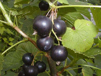 Смородина черная Бинар