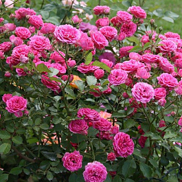 Роза парковая Эльмшорн