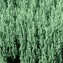 Можжевельник горизонтальный Grey Pearl