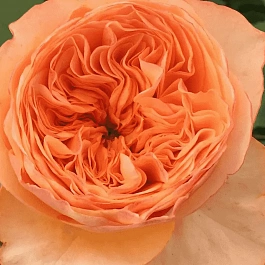 Роза Флорибунда Orange Romantica