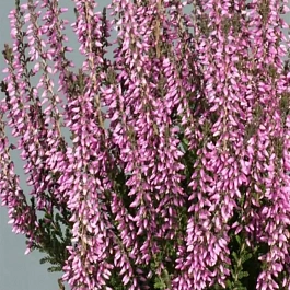 Вереск обыкновенный Lisbeth