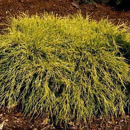 Кипарисовик горохоплодный Filifera Aurea Nana