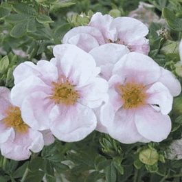 Лапчатка кустарниковая  Притти Полли