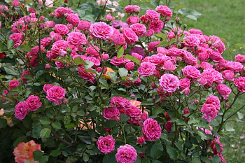 Роза парковая Эльмшорн