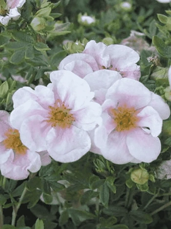 Лапчатка кустарниковая  Притти Полли