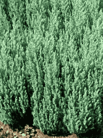 Можжевельник горизонтальный Grey Pearl