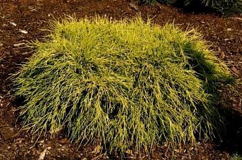 Кипарисовик горохоплодный Filifera Aurea Nana