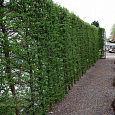 Лиственница marschlinsii 