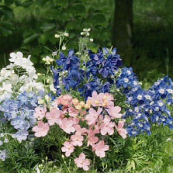 Дельфиниум грандифлора Саммер Колорс