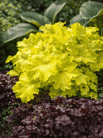 Гейхера гибридная Pistache