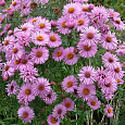 Астра кустарниковая Barrs Pink
