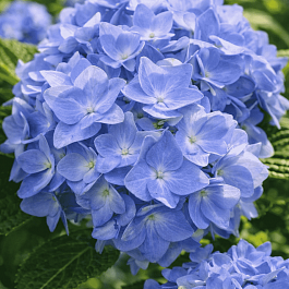 Гортензия крупнолистная Forever and ever Blue