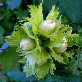 Лещина обыкновенная Первенец