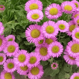 Мелколепестник сизый Sea Breeze