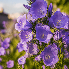 Колокольчик персиколистный Caerulea