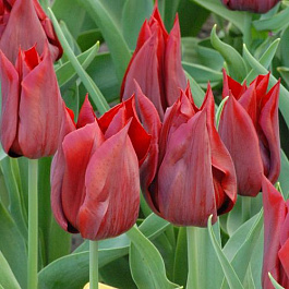 Тюльпан лилиецветный Ластинг Лав Тюльпан лилиецветный Ластинг Лав